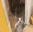 cat dance