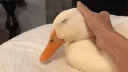 Duck V2