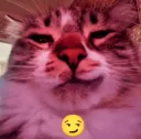 cat smirk