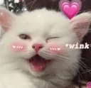 SF_Cat_Wink