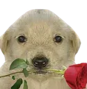 perro