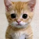gato triste