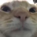 abrazo gatuno