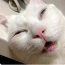 barely awake cat at 5am