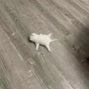 cat on floor