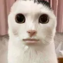 gato serio