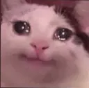 gato triste
