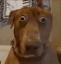 Scared Dog