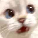 cat whaaa confused