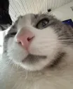 Cat Stinkface