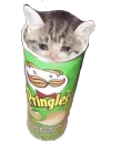 Pringles cat