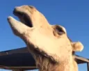 camel cry