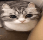 cat explode  ggseelyrandom