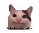 Polite cat