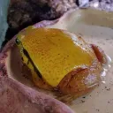 frogthatlooklikecheeseonaburgr
