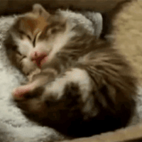 kitten yawn ggkitty
