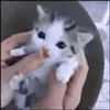 babykitty