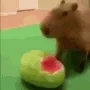 watermelon capy