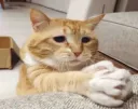 cat pray sad