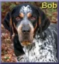 Bob