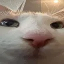 deeply intrigued pussy