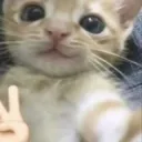 catpeace