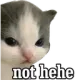 catnotlol