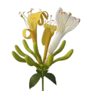 Honeysuckle