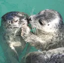seal boop