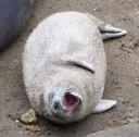 yelling seal 