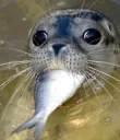 seal eat fish 