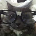 cat glasses