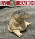 Live Reaction