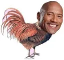 rock the cock