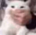 Cat shut