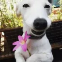 happy dog