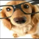 nerd dog