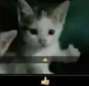 cat thumbs up