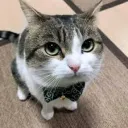 elegant cat