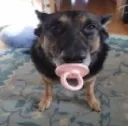 arf