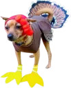 Turkey Dog