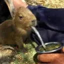 carpincho tomando mate