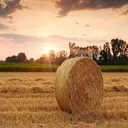 hay