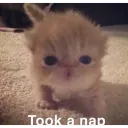 nap