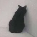 sadcat