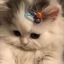 shycat