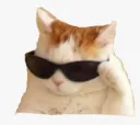 cat_with_glasses