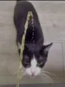 Cat piss
