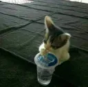 sippy cat