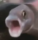 OMGFISH